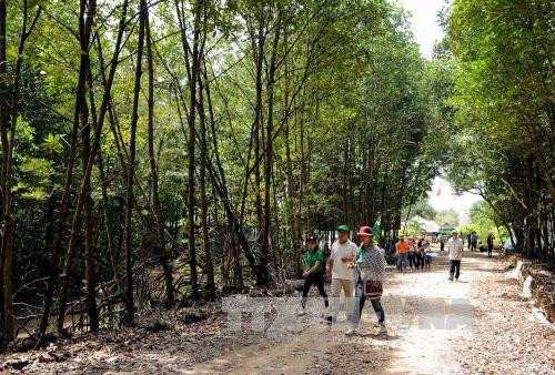 Du khách tham quan hệ sinh thái rừng ngập mặn tại Khu Công viên văn hóa – Du lịch Mũi Cà Mau. Ảnh: An Hiếu - TTXVN