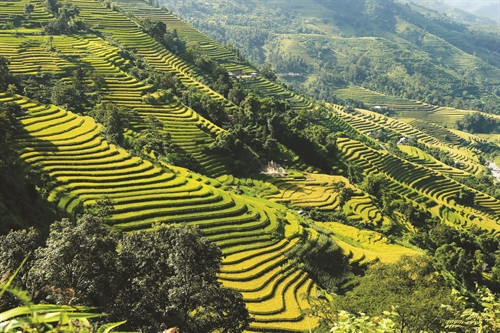 Lịch sử hình thành ruộng bậc thang của mỗi dân tộc có sự khác nhau do thời gian di cư, tập quán canh tác khác nhau