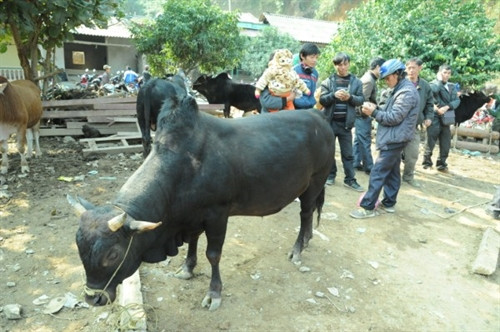 Đến chợ, đồng bào gặp nhau trao đổi kinh nghiệm nuôi bò. Đến chợ, đồng bào gặp nhau trao đổi kinh nghiệm nuôi bò.