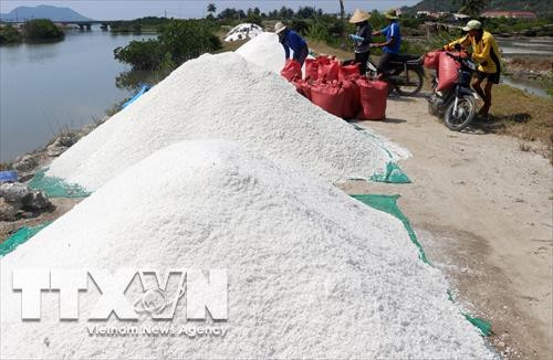 Muối được mùa nhưng giá giảm, lại rất ít người mua. Ảnh: Thế Lập – TTXVN Muối được mùa nhưng giá giảm, lại rất ít người mua. Ảnh: Thế Lập – TTXVN