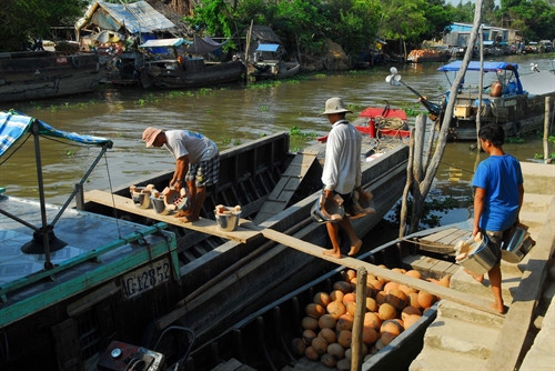 Chuyển sản phẩm xuống ghe thuyền chở đi tiêu thụ ở các tỉnh đồng bằng sông Cửu Long. Chuyển sản phẩm xuống ghe thuyền chở đi tiêu thụ ở các tỉnh đồng bằng sông Cửu Long.