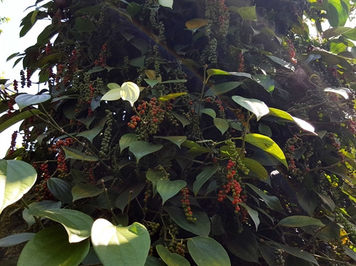 Tiêu cho năng suất và chất lượng cao. Tiêu cho năng suất và chất lượng cao.