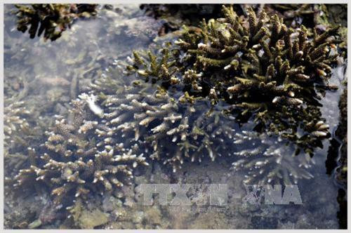 Bãi Ôm - điểm du lịch tiềm năng còn bỏ ngỏ ảnh 6 Bãi Ôm - điểm du lịch tiềm năng còn bỏ ngỏ ảnh 6