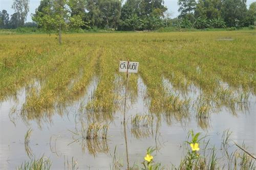Nông dân Hậu Giang để lúa tái sinh và thả nuôi cá đồng thay thế vụ lúa Thu-Đông. Ảnh :nongnghiep.vn Nông dân Hậu Giang để lúa tái sinh và thả nuôi cá đồng thay thế vụ lúa Thu-Đông. Ảnh :nongnghiep.vn