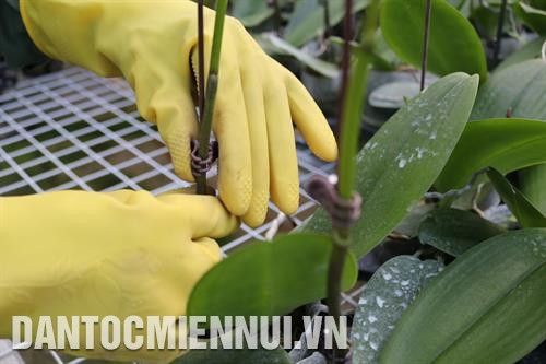 Quá trình chăm sóc lan tại Công ty cổ phần Hoa nhiệt đới (Mộc Châu - Sơn La)