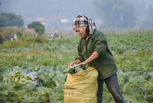 Nông dân xã Pom Lót (Điện Biên) thu hoạch rau. Nông dân xã Pom Lót (Điện Biên) thu hoạch rau.