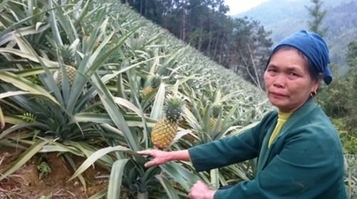 Dứa trái vụ được trồng nhiều tại xóm Nà Đin, xã Lê Chung, huyện Hòa An.