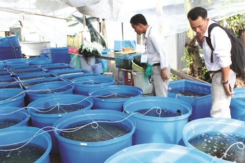 Ươm cá tra giống tại đại học Cần Thơ Ươm cá tra giống tại đại học Cần Thơ