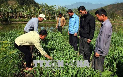 Hướng dẫn hộ nghèo kỹ thuật trồng rau màu để phát triển kinh tế ở Lai Châu. Ảnh: Việt Hoàng - TTXVN