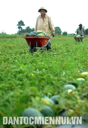 Nhiều hộ nông dân Khmer ở xã Long Sơn, huyện Cầu Ngang (Trà Vinh) chuyển đổi từ trồng lúa sang trồng dưa hấu, thích ứng với biến đổi khí hậu. Ảnh: Phúc Thanh