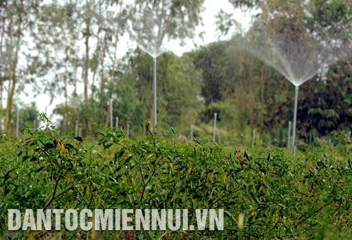 Đồng bào Khmer ở ấp Giồng Cao, xã Ngọc Biên, huyện Trà Cú (Trà Vinh) trồng màu theo mô hình tưới tiết kiệm nước. Ảnh: Phúc Thanh