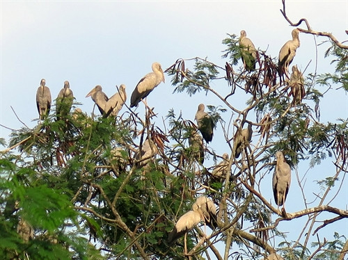 Loài chim đặc biệt quý hiếm có tên trong Sách đỏ Việt Nam cũng về cư trú nơi đây Loài chim đặc biệt quý hiếm có tên trong Sách đỏ Việt Nam cũng về cư trú nơi đây