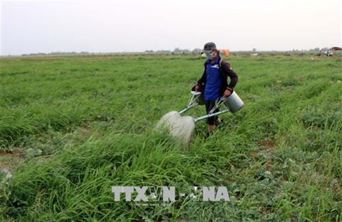 Tỉnh Sóc Trăng đã khuyến khích nông dân chuyển đổi cây trồng phù hợp trong mùa khô hạn, nhiều người trồng dưa hấu có lợi nhuận cao gấp nhiều lần so với trồng lúa. Ảnh: Trung Hiếu - TTXVN Tỉnh Sóc Trăng đã khuyến khích nông dân chuyển đổi cây trồng phù hợp trong mùa khô hạn, nhiều người trồng dưa hấu có lợi nhuận cao gấp nhiều lần so với trồng lúa. Ảnh: Trung Hiếu - TTXVN