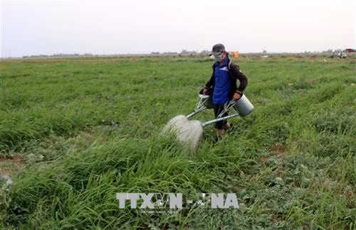 Tỉnh Sóc Trăng đã khuyến khích nông dân chuyển đổi cây trồng phù hợp trong mùa khô hạn, nhiều người trồng dưa hấu có lợi nhuận cao gấp nhiều lần so với trồng lúa. Ảnh: Trung Hiếu - TTXVN Tỉnh Sóc Trăng đã khuyến khích nông dân chuyển đổi cây trồng phù hợp trong mùa khô hạn, nhiều người trồng dưa hấu có lợi nhuận cao gấp nhiều lần so với trồng lúa. Ảnh: Trung Hiếu - TTXVN