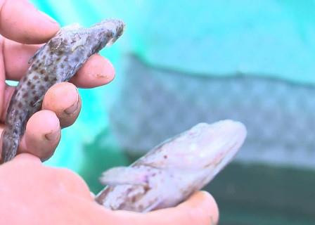 Cá nuôi nhiều kích cỡ bị chết ở đầm nước lợ Ô Loan. Nguồn ảnh: danviet.vn Cá nuôi nhiều kích cỡ bị chết ở đầm nước lợ Ô Loan. Nguồn ảnh: danviet.vn