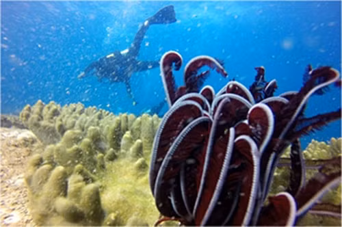 Nơi đây còn nổi tiếng có nguồn lợi hải sản phong phú, và là bãi đẻ của nhiều loại hải sản giá trị.
