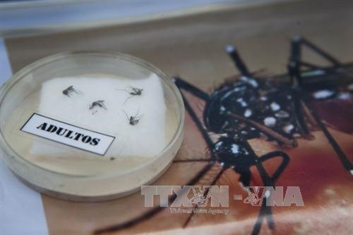 Virus Zika đã lây lan sang nhiều nước ảnh 1
