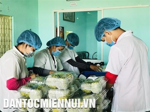 Đóng gói mãng cầu Bà Đen xuất khẩu tại Công ty Natani Tây Ninh. Ảnh: Lê Đức Hoảnh Đóng gói mãng cầu Bà Đen xuất khẩu tại Công ty Natani Tây Ninh. Ảnh: Lê Đức Hoảnh