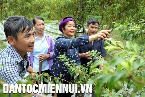 Chị Lý Thị Hạnh hướng dẫn bà con dân tộc ở thôn Sín Chải A cách chăm sóc mận Tam Hoa. Ảnh: Hoàng Hà