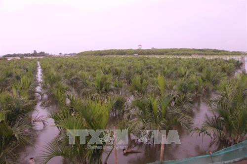 Rừng trồng trên phá Tam Giang thuộc thị xã Hương Trà. Ảnh: Hồ Cầu-TTXVN Rừng trồng trên phá Tam Giang thuộc thị xã Hương Trà. Ảnh: Hồ Cầu-TTXVN