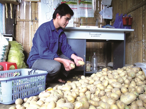 Khoai tây là loại rau củ đem lại thu nhập ổn định cho đồng bào