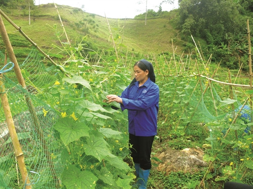 Các khâu từ làm đất, gieo ươm, chăm sóc đến thu hoạch đều được thực hiện đúng quy trình kỹ thuật.