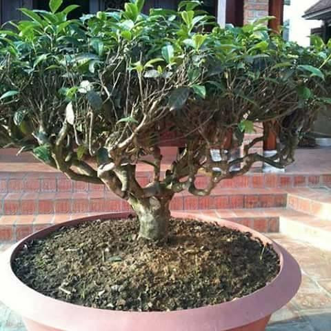 Cây chè trồng làm cảnh và lấy lá để pha nước uống. Ảnh: vietnamnet.vn Cây chè trồng làm cảnh và lấy lá để pha nước uống. Ảnh: vietnamnet.vn