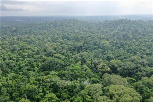 Rừng Omo ở Lagos, Nigeria, ngày 12/6/2019. Ảnh: AFP/ TTXVN Rừng Omo ở Lagos, Nigeria, ngày 12/6/2019. Ảnh: AFP/ TTXVN