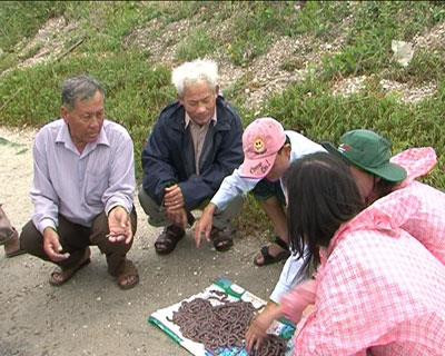 Sá sùng có giá trị kinh tế cao. Ảnh: baokhanhhoa.vn Sá sùng có giá trị kinh tế cao. Ảnh: baokhanhhoa.vn