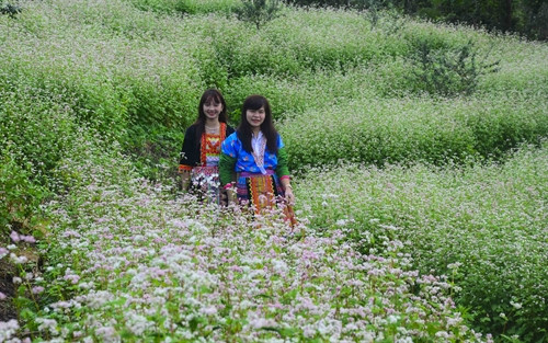 Các thiếu nữ trong trang phục dân tộc Mông giữa vườn hoa tam giác mạch. Các thiếu nữ trong trang phục dân tộc Mông giữa vườn hoa tam giác mạch.