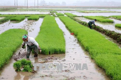 Bà con cấy trà lúa ở Phú Thọ. Ảnh: Trung Kiên - TTXVN Bà con cấy trà lúa ở Phú Thọ. Ảnh: Trung Kiên - TTXVN