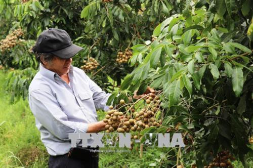 Ông Võ Văn Toán trong vườn nhãn giống Idor. Ảnh: Lê Đức Hoảnh - TTXVN