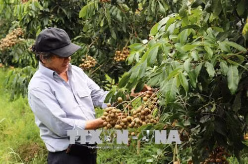 Ông Võ Văn Toán trong vườn nhãn giống Idor. Ảnh: Lê Đức Hoảnh - TTXVN