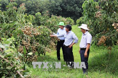 Nhiều nông dân trong tỉnh đến tham quan, học tập kinh nghiệm trồng nhãn Idor của ông Võ Văn Toán. Ảnh: Lê Đức Hoảnh - TTXVN
