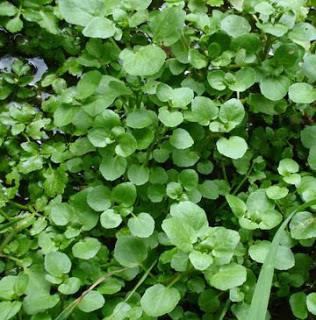 Kỹ thuật trồng cây cải xoong