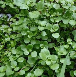 Kỹ thuật trồng cây cải xoong