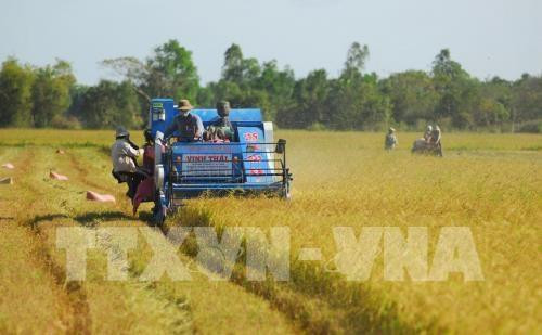 Thúc đẩy chuỗi giá trị lúa gạo chất lượng cao. Ảnh: Thanh Vũ-TTXVN Thúc đẩy chuỗi giá trị lúa gạo chất lượng cao. Ảnh: Thanh Vũ-TTXVN