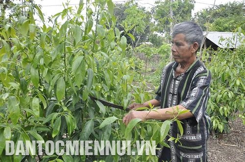 Già làng A Nguyh là người đầu tiên trong thôn Kép Ram biết trồng lúa 2 vụ, biết trồng các loại cây công nghiệp như cao su, bời lời…. Ảnh: Văn Phương