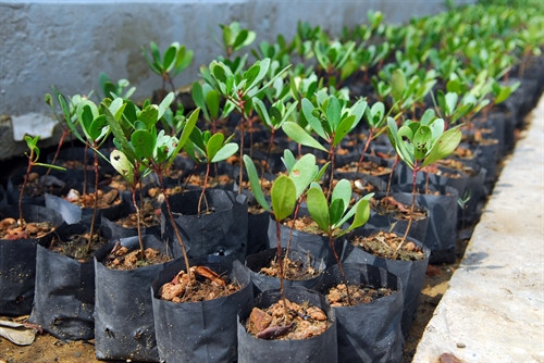 Cây cốc đỏ, loài thực vật quý hiếm có trong danh sách đỏ đang được nhân giống tại vườn ươm tại Ban quản lý rừng phòng hộ Cần Giờ để phục vụ trồng rừng.