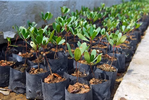 Cây cốc đỏ, loài thực vật quý hiếm có trong danh sách đỏ đang được nhân giống tại vườn ươm tại Ban quản lý rừng phòng hộ Cần Giờ để phục vụ trồng rừng.