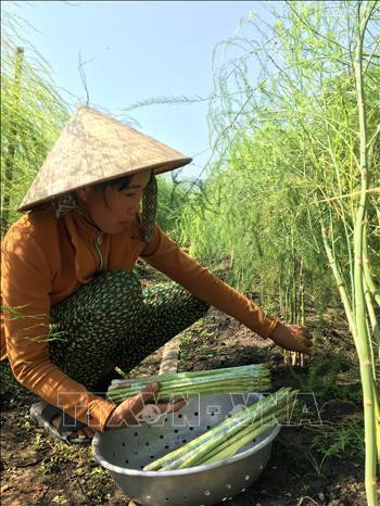 Chị Lương Thị Cẩm, ấp Mỹ Hòa, xã Long Mỹ, huyện Đất Đỏ, thu hoạch măng tây. Ảnh: Hoàng Nhị -TTXVN Chị Lương Thị Cẩm, ấp Mỹ Hòa, xã Long Mỹ, huyện Đất Đỏ, thu hoạch măng tây. Ảnh: Hoàng Nhị -TTXVN