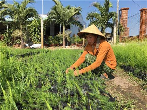 Chị Lương Thị Cẩm, ấp Mỹ Hòa, xã Long Mỹ, huyện Đất Đỏ, bên vườn ươm măng tây. Ảnh: Hoàng Nhị -TTXVN Chị Lương Thị Cẩm, ấp Mỹ Hòa, xã Long Mỹ, huyện Đất Đỏ, bên vườn ươm măng tây. Ảnh: Hoàng Nhị -TTXVN