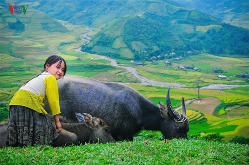 Các em cũng biết phụ giúp cho gia đình từ rất sớm. Cô bé chăn trâu trên đỉnh “Sừng trời” Khau Phạ.
