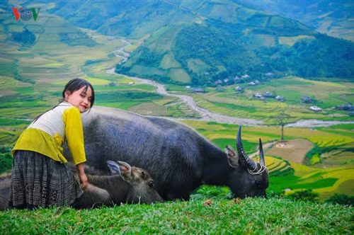Các em cũng biết phụ giúp cho gia đình từ rất sớm. Cô bé chăn trâu trên đỉnh “Sừng trời” Khau Phạ.