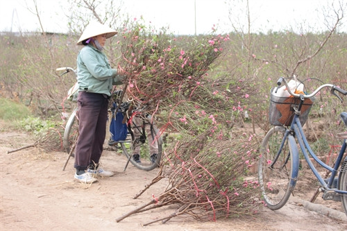 Nhà vườn trồng hoa Nhật Tân cắt cành mang ra chợ bán. Ảnh: Đỗ Phương Anh - TTXVN