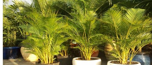 Kỹ thuật trồng cây cau vàng mang thịnh vượng cho gia chủ. Ảnh: vietq.vn Kỹ thuật trồng cây cau vàng mang thịnh vượng cho gia chủ. Ảnh: vietq.vn