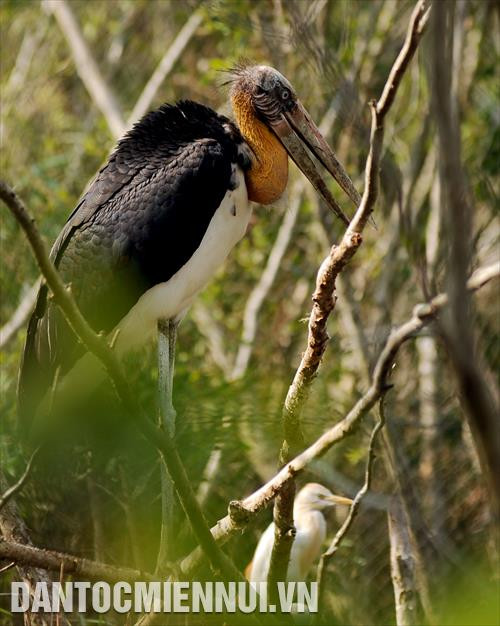 “Già đẩy Java” – một trong những loài chim quý nằm trong sách đỏ Việt Nam tại Vườn quốc gia U Minh Thượng. Ảnh: An Hiếu “Già đẩy Java” – một trong những loài chim quý nằm trong sách đỏ Việt Nam tại Vườn quốc gia U Minh Thượng. Ảnh: An Hiếu