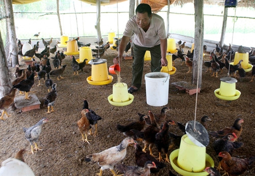 Gia đình cựu chiến bình Huỳnh Văn Nở, ấp Hòa Thân, xã Bình Đông, thị xã Gò Công vay vốn chương trình hộ nghèo đầu tư chăn nuôi gà, bò sinh sản, nên gia đình ông đã thoát nghèo Gia đình cựu chiến bình Huỳnh Văn Nở, ấp Hòa Thân, xã Bình Đông, thị xã Gò Công vay vốn chương trình hộ nghèo đầu tư chăn nuôi gà, bò sinh sản, nên gia đình ông đã thoát nghèo