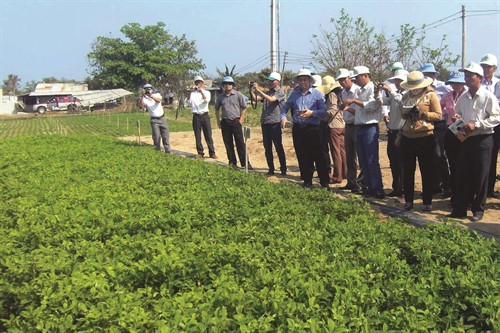 Trồng rau màu theo tiêu chuẩn VietGAP đã góp phần giải quyết việc làm cho nhiều lao động ở vùng đồng bào Chăm