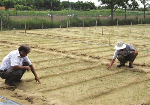 Nhiều hộ đồng bào Chăm ở các xã An Hải, Phước Hải (Ninh Phước) đang khá thành công với mô hình trồng măng tây xanh, ước tính mỗi sào thu lãi hàng chục triệu đồng/năm